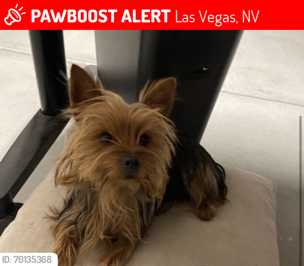 Lost Female Dog last seen N Hollywood and Alto, Las Vegas, NV 89156