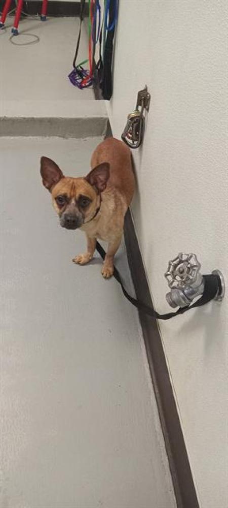 Shelter Stray Male Dog last seen ABANDONED AT SHELTER, Bakersfield, CA 93307