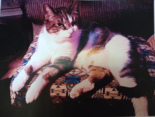 Lost Female Cat last seen Old settlers RV park , Round Rock, TX 78665