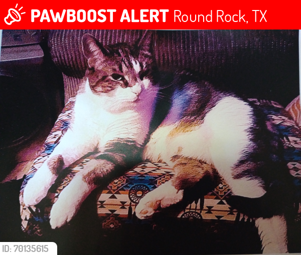 Lost Female Cat last seen Near Harrell parkway , Round Rock, TX 78665