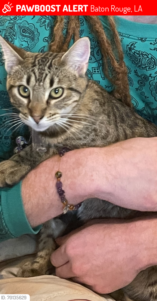 Lost Male Cat last seen Molly Lea /Tinley / Sherwood Forest, Baton Rouge, LA 70815