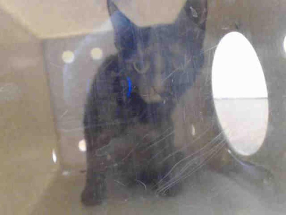 Shelter Stray Female Cat last seen LUTHER DR & SACRAMENTO ST, Sacramento, CA 95818