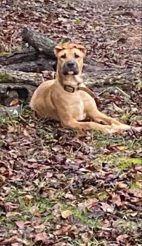 Lost Female Dog last seen Along the county line of Tallapoosa County and Chambers County - by the river, Tallapoosa County, AL 36276