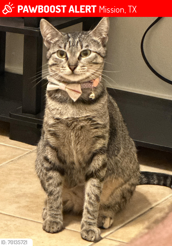 Lost Female Cat last seen Los Ebanos rd 8 mile, Mission, TX 78573