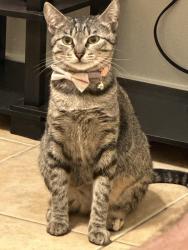 Lost Female Cat last seen Los Ebanos rd 8 mile, Mission, TX 78573