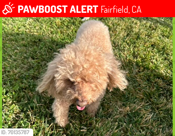 Deceased Female Dog last seen Lakeshore drive, green valley lakes area. , Fairfield, CA 94534