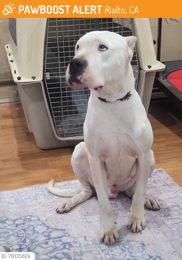 Rialto, CA Stray Male Dog Found Near Jackson and North Willow Ave in ...