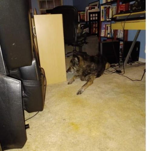 Lost Female Dog last seen Gladstone bowl, Kansas City, MO 64118