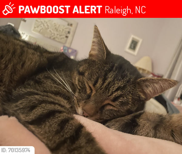 Lost Male Cat last seen Tryon Road Raleigh , Raleigh, NC 27603