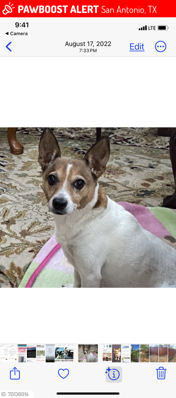 Lost Female Dog last seen Persuasion & Rhapsody, San Antonio, TX 78216