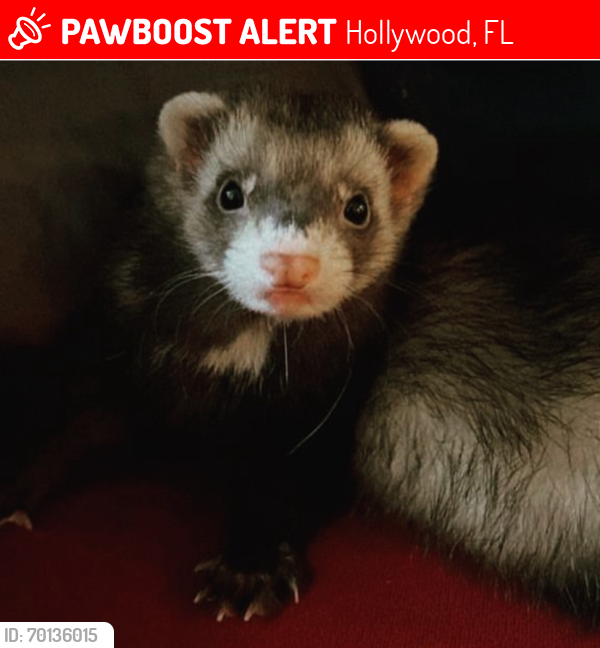 Lost Female Ferret last seen Hollywood boulevard, Van Buren Hollywood FL, Hollywood, FL 33021