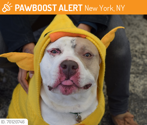 Shelter Stray Male Dog last seen Far Rockaway Beach, FAR ROCKAWAY, NY, 11691, New York, NY 11208