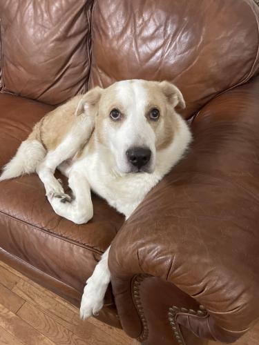 Lost Male Dog last seen St. Mary University, Overhill, Woodlawn, San Antonio, TX 78228