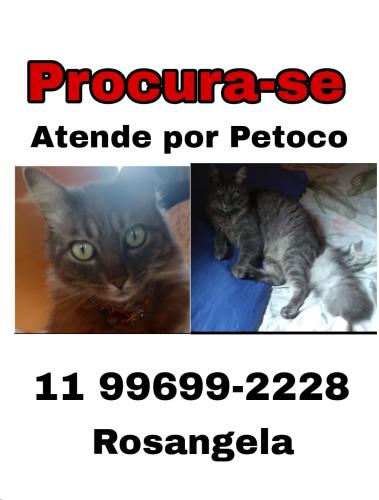 Lost Male Cat last seen Rua Augusto Pinheiro , RP11 (Regiões de Planejamento), SP 09330-620