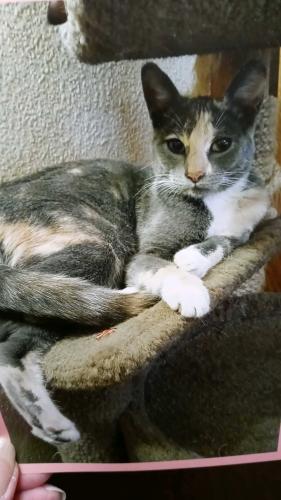 Lost Female Cat last seen Glendale Ave, 35th Ave Phoenix, Phoenix, AZ 85051