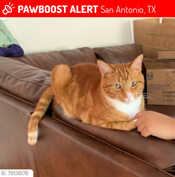 Lost Male Cat last seen Gazelle Ford and Roan Brook, San Antonio, TX 78251, San Antonio, TX 78251