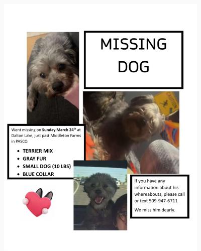 Lost Male Dog last seen Dalton Lake, outside of Pasco WA, Pasco, WA 99301