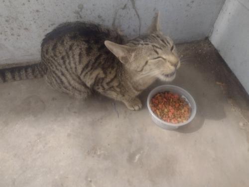 Found/Stray Male Cat last seen 18th Ave and Dora, Columbus, OH 43201