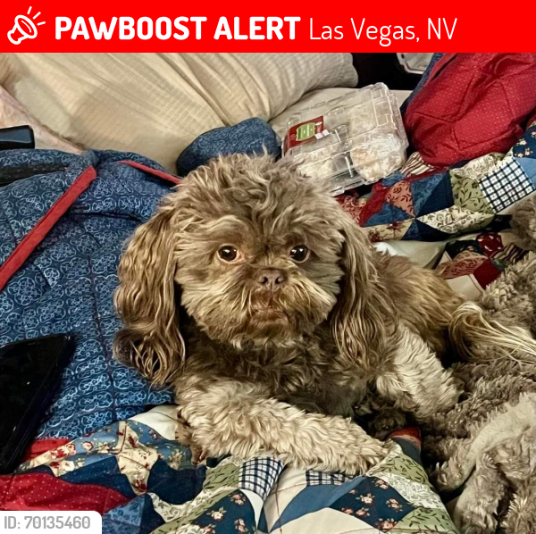Lost Male Dog last seen Near Tomich Avenue Las Vegas NV, Las Vegas, NV 89145