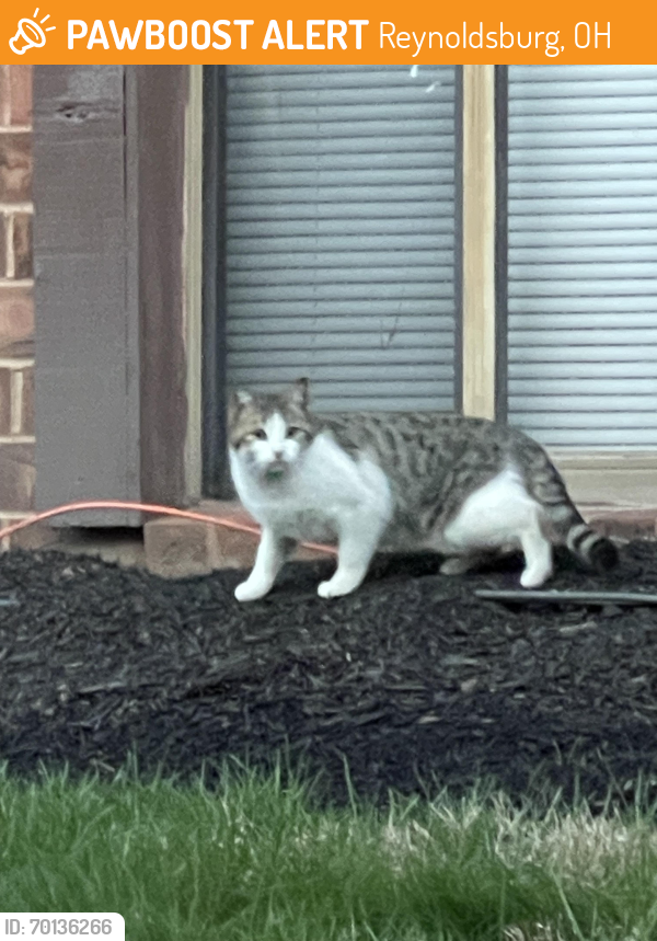 Found/Stray Unknown Cat last seen Brice Road & Century City apmts, Reynoldsburg, OH 43068