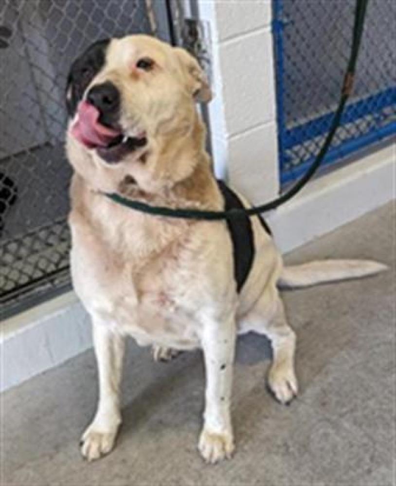 Shelter Stray Female Dog last seen EDGEWATER RD & GLOBE AVE, Sacramento, CA 95818