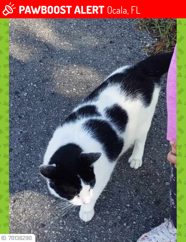 Lost Male Cat last seen Oak Track Pass, Ocala, FL 34472