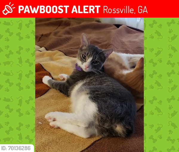 Lost Male Cat last seen Jenkins rd., Rossville GA  (Fairview), Rossville, GA 30741