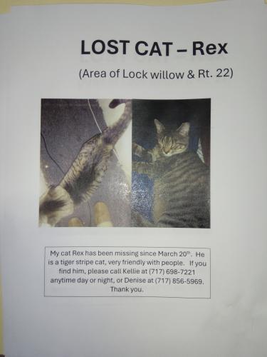Lost Male Cat last seen Near Jonestown Rd, Paxtonia, PA 17112