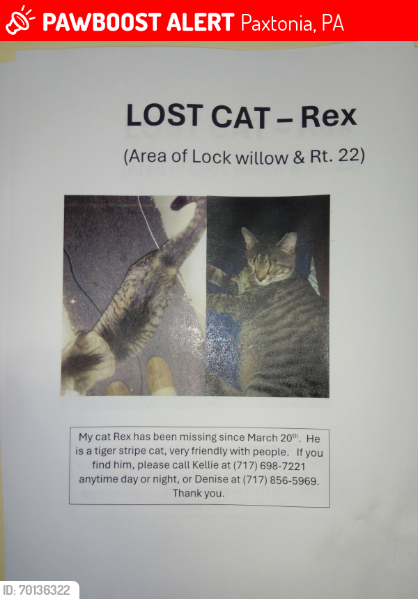 Lost Male Cat last seen Near Jonestown Rd, Paxtonia, PA 17112