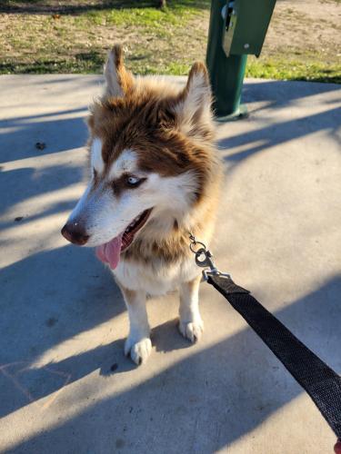 Lost Female Dog last seen Goliad and military , San Antonio, TX 78223