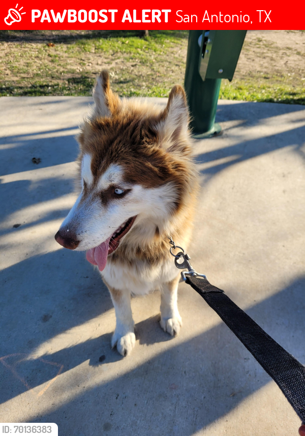 Lost Female Dog last seen Goliad and military , San Antonio, TX 78223
