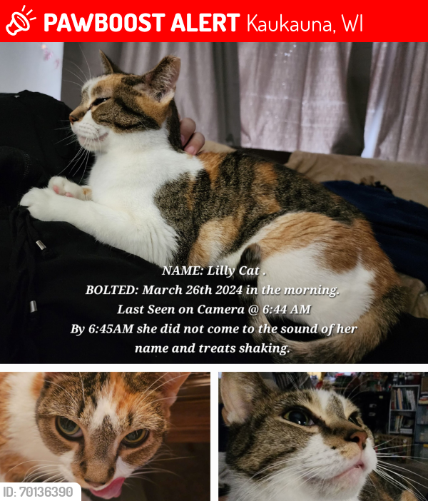 Lost Female Cat last seen Crooks St and East 7th St , Kaukauna, WI 54130