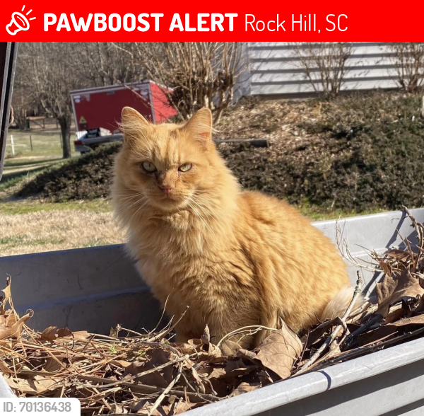Lost Male Cat last seen Creekside Dr and Forest Hills Cir, Rock Hill, SC 29732