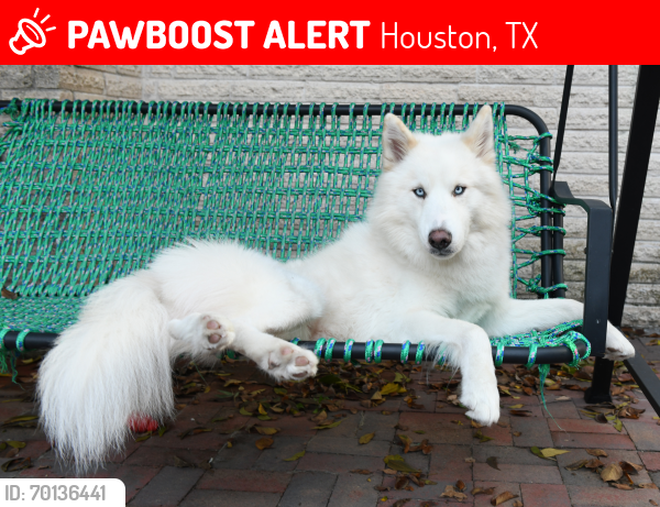 Lost Male Dog last seen Near , Houston, TX 77031