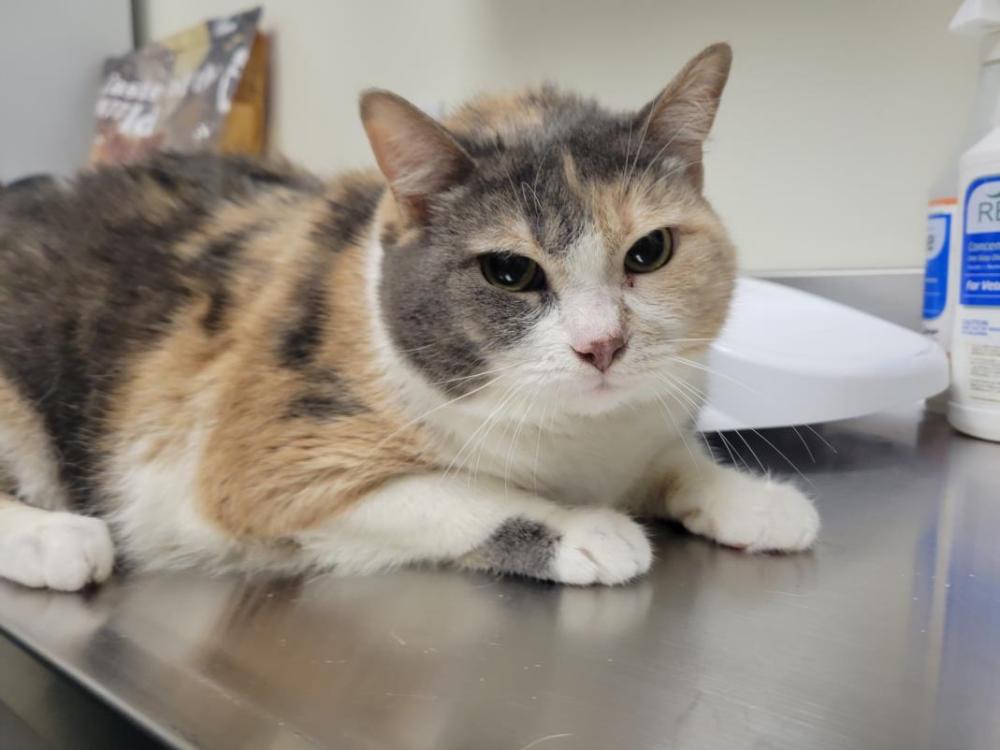Shelter Stray Female Cat last seen WALMART ON AUBURN BLVD, Auburn, CA 95603
