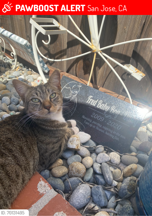 Lost Female Cat last seen White Rd/Tristian Ave, San Jose, CA 95127