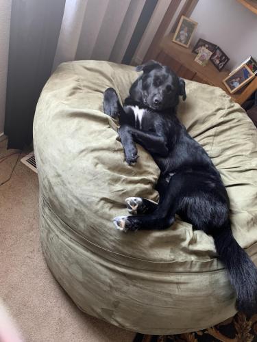 Lost Male Dog last seen Chicago and ninth, Caldwell, ID 83605