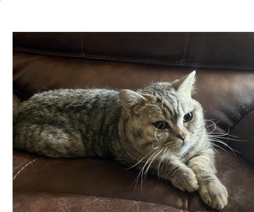 Lost Male Cat last seen Near Valley View Drive, Leander, TX 78641