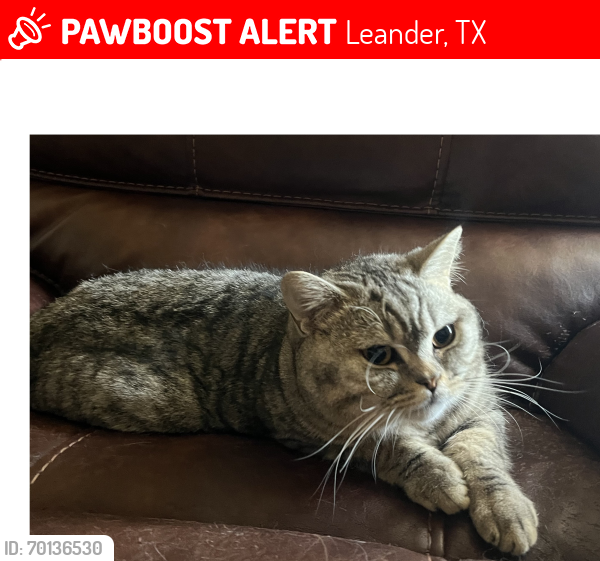 Lost Male Cat last seen Near Valley View Drive, Leander, TX 78641