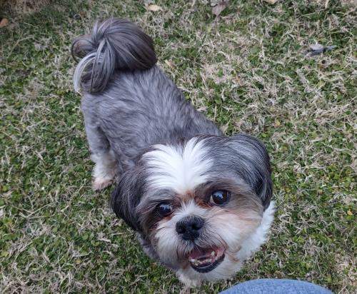 Lost Male Dog last seen 99th Ave. & Southern Ave. Tolleson Az , Tolleson, AZ 85353