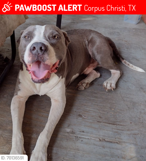 Lost Male Dog last seen Rockford Dr & Molina area, Corpus Christi, TX 78416