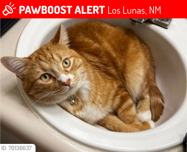 Lost Male Cat last seen Camel , Los Lunas, NM 87031
