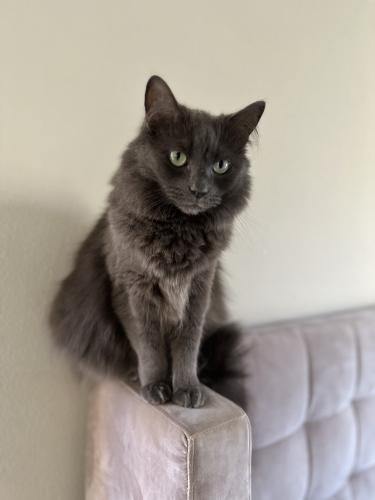 Lost Male Cat last seen Roosevelt and Sand Canyon, Irvine, CA 92620