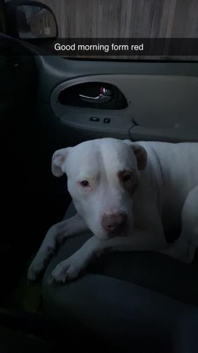 Lost Male Dog last seen Chicago fish n cheiken, Indianapolis, IN 46226