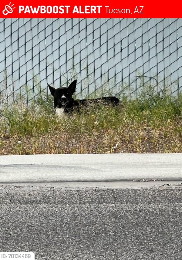 Lost Unknown Dog last seen Broadway and Wilmot, Tucson, AZ 85711