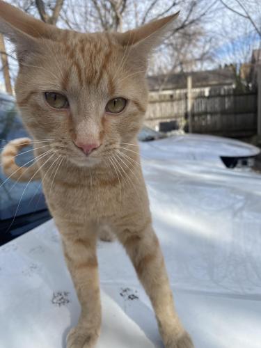 Lost Male Cat last seen 37th and Kilbourn by Story School, Milwaukee, WI 53208