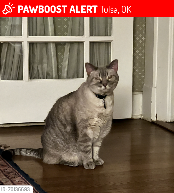 Lost Male Cat last seen Victor and 16th Pl by St John’s hosp , Tulsa, OK 74104