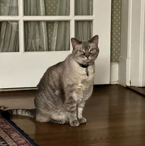 Lost Male Cat last seen Victor and 16th Pl by St John’s hosp , Tulsa, OK 74104