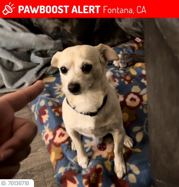 Lost Male Dog last seen Santa Ana ave, Bloomington, CA 92316