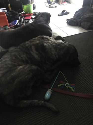 Lost Male Dog last seen National city blvd, National City, CA 91950